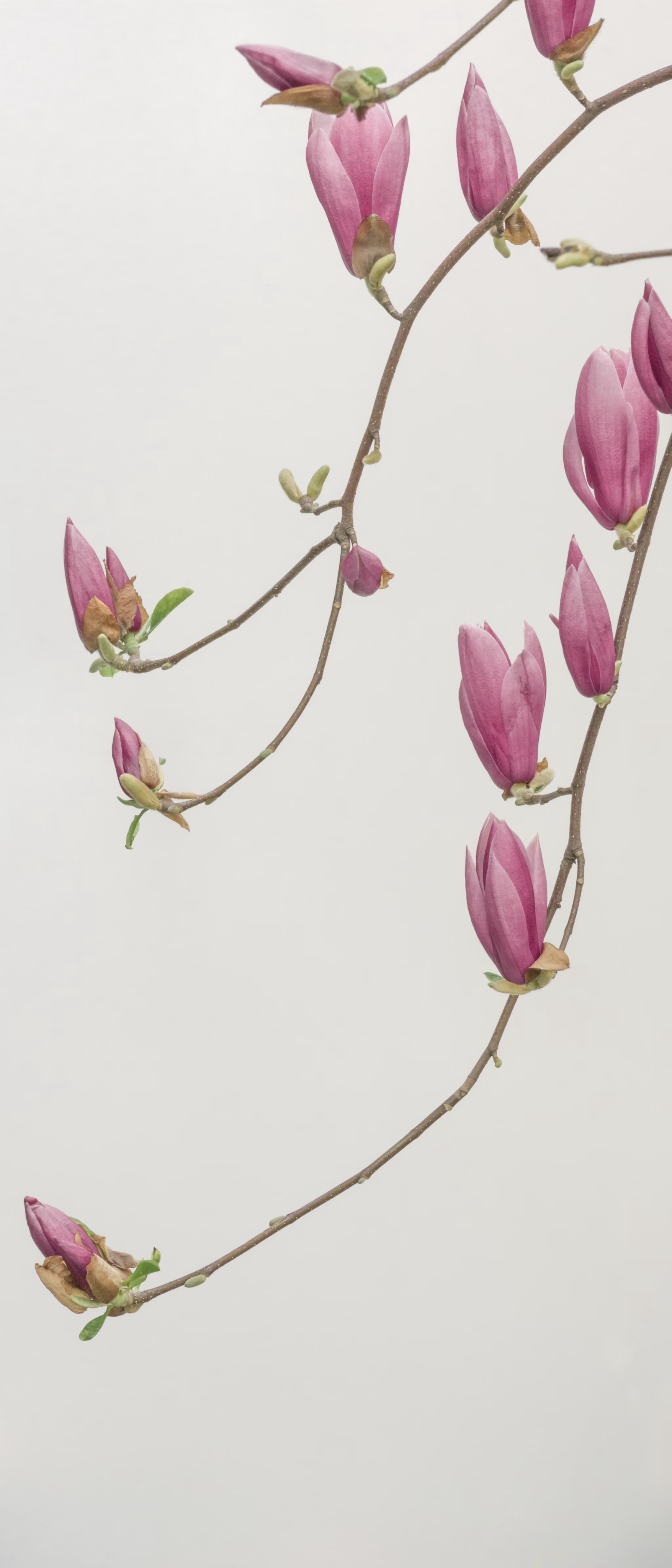 pink flower