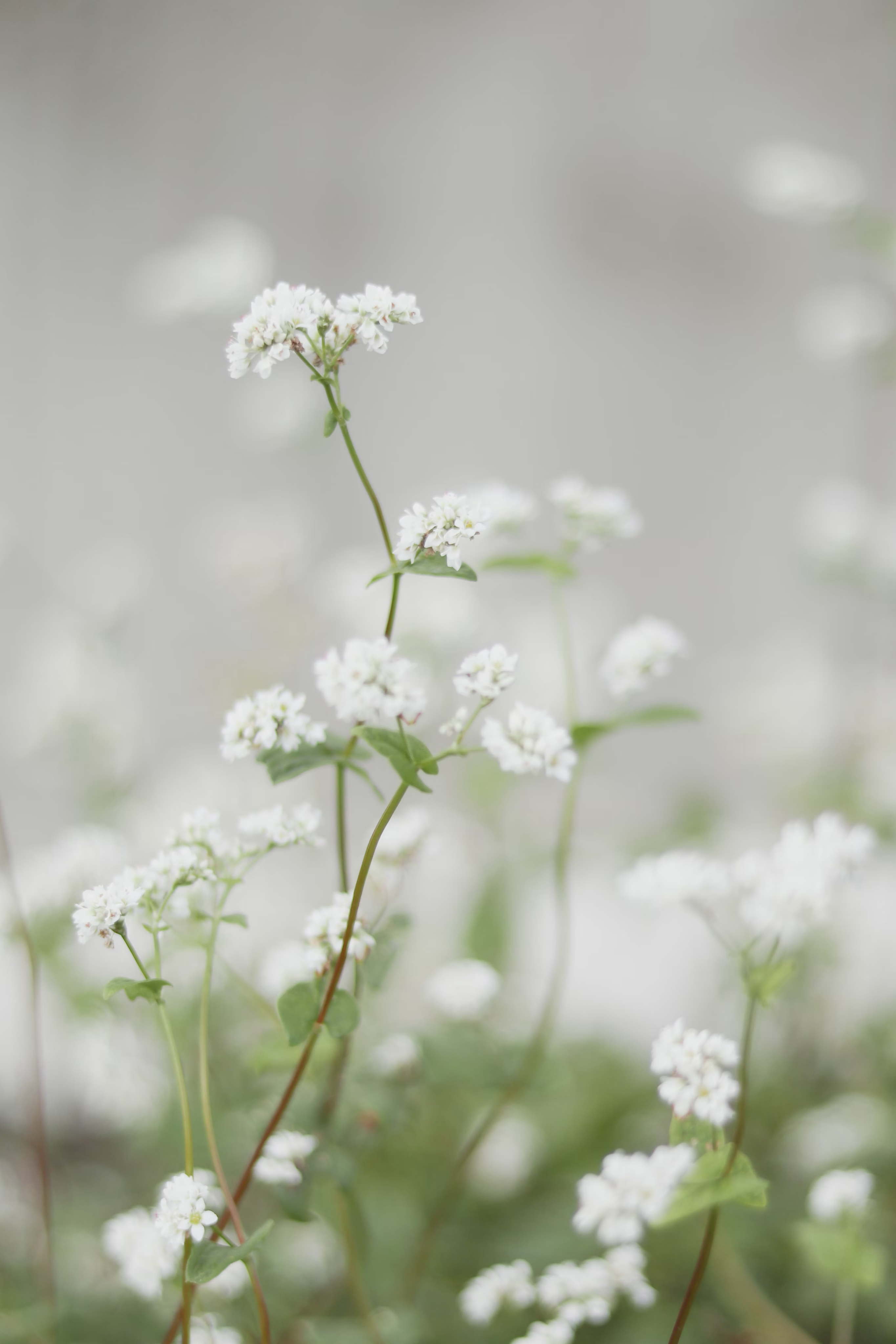 White flower
